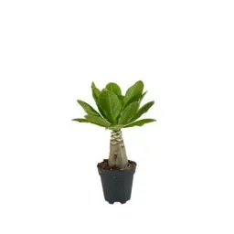 Produktbild: Bloomique – Brighamia Insignis – Hawaii-Palme – Zimmerpflanzen – Luftreinigend – Pflegeleicht – Topf 12 cm – 25–35 cm hoch