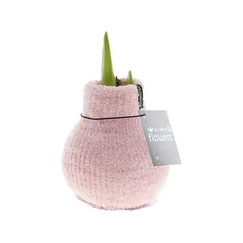 Produktbild: Bloomique – Amaryllis-Zwiebel in Wachs – gemütliches Rosa – Blumenzwiebel – keine Wasserblumen – Weihnachtsdekoration – 15–25 cm hoch bei Lieferung – wird bis zu 40–60 cm groß – 10 cm Durchmesser