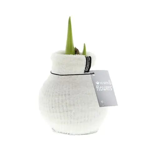 Produktbild: Bloomique – Amaryllis-Zwiebel in Wachs – gemütliches Weiß – Blumenzwiebel – keine Wasserblumen – Weihnachtsdekoration – 15–25 cm hoch bei Lieferung – wird bis zu 40–60 cm groß – 10 cm Durchmesser
