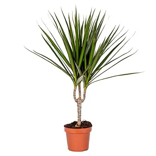 Produktbild: Bloomique - Dracaena Marginata - Drachenbaum - Zimmerpflanzen - Pflegeleicht - Luftreinigend - Höhe 30-40 cm - Topf 12 cm