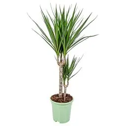 Produktbild: Bloomique - Dracaena Marginata - Drachenbaum - Zimmerpflanzen - Pflegeleicht - Luftreinigend - Höhe 70-80 cm - Topf 17 cm