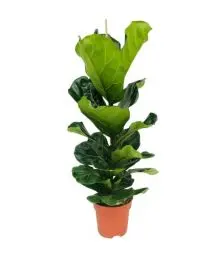 Produktbild: Bloomique - Ficus Lyrata - Geigenfeige - Zimmerpflanzen Groß - Pflegeleicht - Luftreinigend - Höhe 80-100 cm - Topf 21 cm
