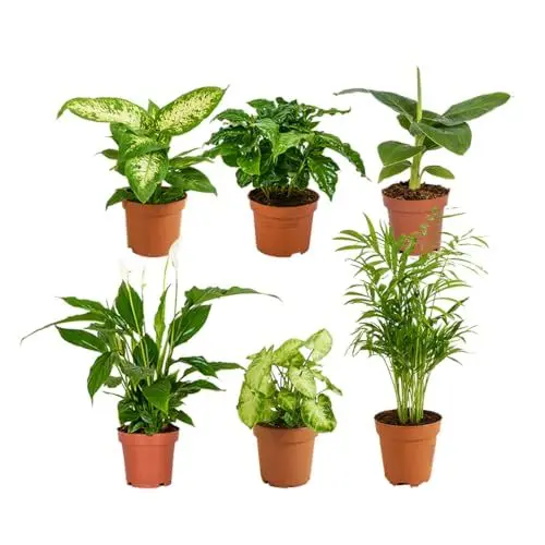 Produktbild: Bloomique - Grüne Zimmerpflanzen Mischung - 6er-Set - Mit Bananenpflanze, Kaffeepflanze, Syngomium Pixie, Chamaedorea Elegans, Spathiphillium, Dieffenbachia - ⌀12 cm - 25-45 cm