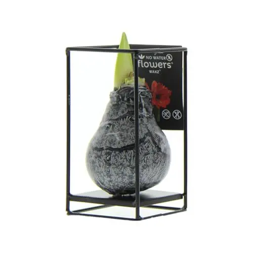 Produktbild: Bloomique - Industrial Schwarz - Amaryllis in Wachs - No Water Flowers - Blumenzwiebel in Wachs - Weihnachtsgeschenke und Deko - 15cm hoch bei Lieferung - Wächst zu 30-50 cm