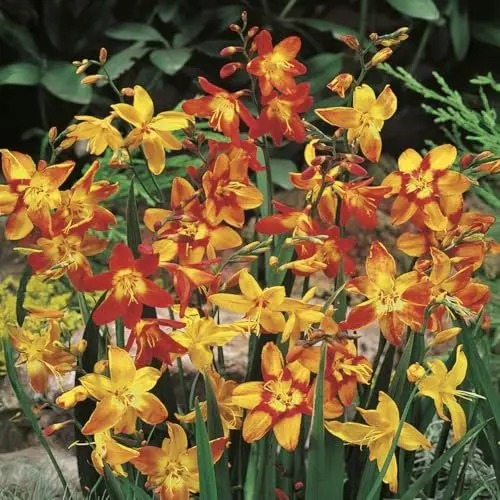 Produktbild: Bloomique - Mischung aus 40 - Crocosmia - Montbretia - Farbmischung - Blumenzwiebeln - Sommerblüher - Winterhart - Mehrjährige Pflanzen - Wird bis zu 60-90 cm groß