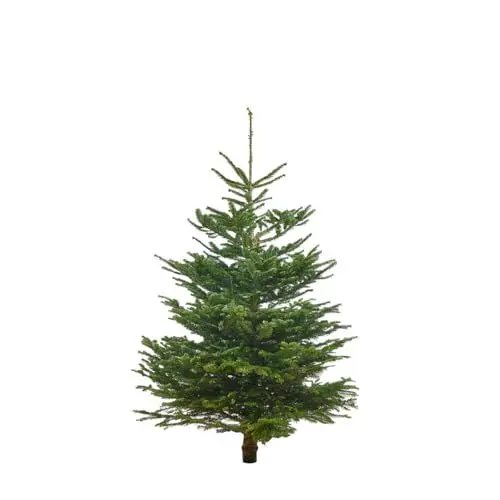 Produktbild: Bloomique - Nordmann Weihnachtsbaum Echt - Tannenbaum - Höhe 125-150 cm - Gesägt Ohne Wurzelballen - Ohne Baumständer Geliefert