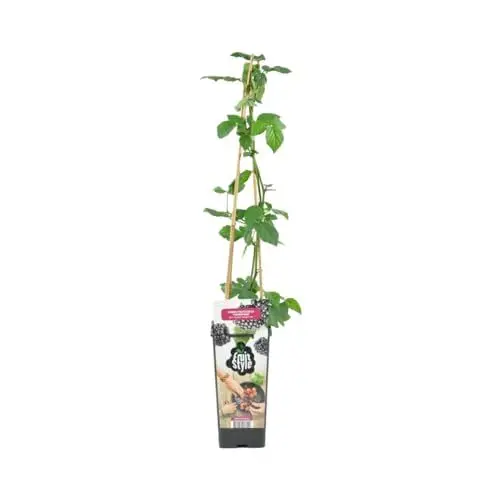 Produktbild: Bloomique - Rubus Fruticosus 'Thornfree' - Brombeerstrauch - Obstpflanzen - Gartenpflanzen - Winterhart - ⌀14 cm - Höhe 60-70 cm