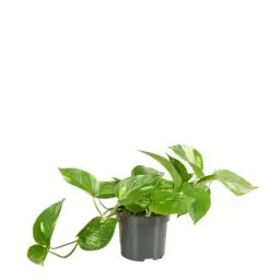 Produktbild: Bloomique - Scindapsus Aureum - Efeutute - Hängepflanze - Zimmerpflanzen - Kletterpflanzen für drinnen - Pflegeleicht - Luftreinigend - Höhe 10-20 cm - Topf 12 cm
