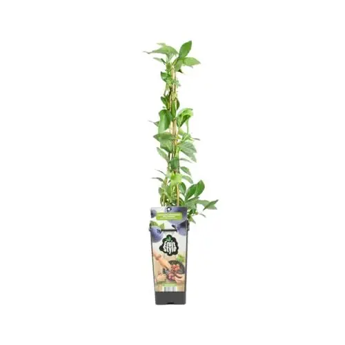Produktbild: Bloomique - Vaccinium Corymbosum 'Goldtraube' - Blaubeerpflanze - Obstpflanzen - Gartenpflanzen - Winterhart - ⌀14 cm - Höhe 60-70 cm