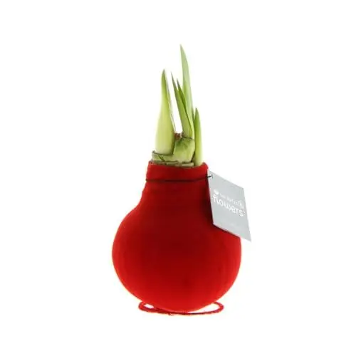 Produktbild: Bloomique – Amaryllis-Zwiebel in Wachs – rote Samtbeschichtung – Blumenzwiebel – keine Wasserblumen – Weihnachtsdekoration – 15–25 cm hoch bei Lieferung – wird bis zu 40–60 cm groß – 10 cm Durchmesser