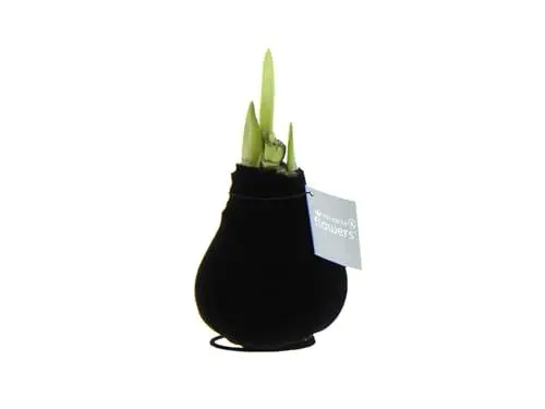 Produktbild: Bloomique - Velvet Schwarz - Amaryllis in Wachs - No Water Flowers - Blumenzwiebel in Wachs - Weihnachtsgeschenke und Deko - 15cm hoch bei Lieferung - Wächst zu 40-60 cm