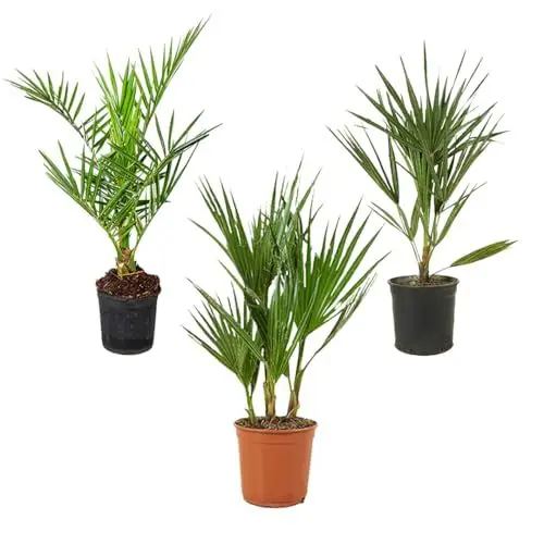 Produktbild: Bloomique – Winterharte Palmen Mischung – Set mit 3 Palmen – Mit Washingtonia, Phoenix, Chamaerops – Pflanzen für den Außenbereich – Lieferung der Gartenpflanzen inklusive Pflanztopf