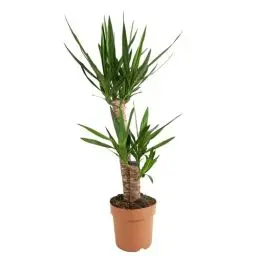 Produktbild: Bloomique - Yucca Elephantipes - Yucca Palme - Palmlilie - Zimmerpflanzen - Pflegeleicht - Luftreinigend - Höhe 80-100 cm - Topf 21 cm