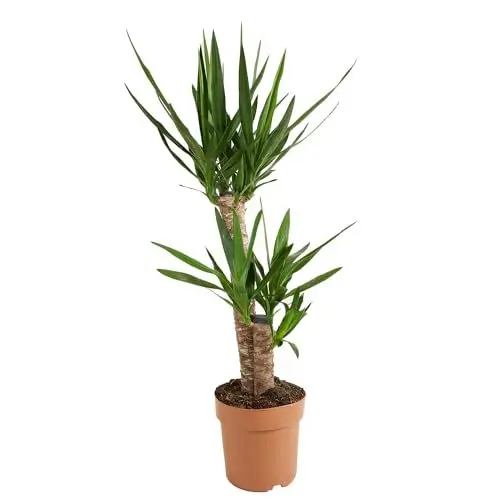 Produktbild: Bloomique - Yucca Elephantipes - Yucca Palme - Palmlilie - Zimmerpflanzen - Pflegeleicht - Luftreinigend - Höhe 80-100 cm - Topf 21 cm