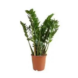 Produktbild: Bloomique - Zamioculcas Zamiifolia - Glücksfeder - Zimmerpflanzen Groß - Sehr Pflegeleicht - Luftreinigend - Höhe 80-90 cm - Topf 21 cm