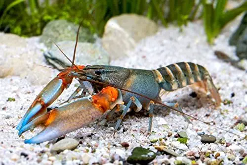 Produktbild: 'Blue Tip' Tigerkrebs - Cherax peknyi var. 'Blue Tip' - Krebs für das Aquarium, Geschlecht:Männchen
