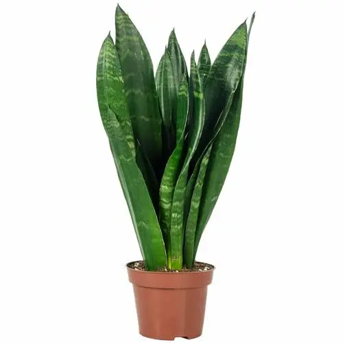 Produktbild: Bogenhanf - pflegeleichte Zimmerpflanze, Sansevieria trifasciata Black Coral - Höhe ca. 35 cm, Topf-Ø 12 cm