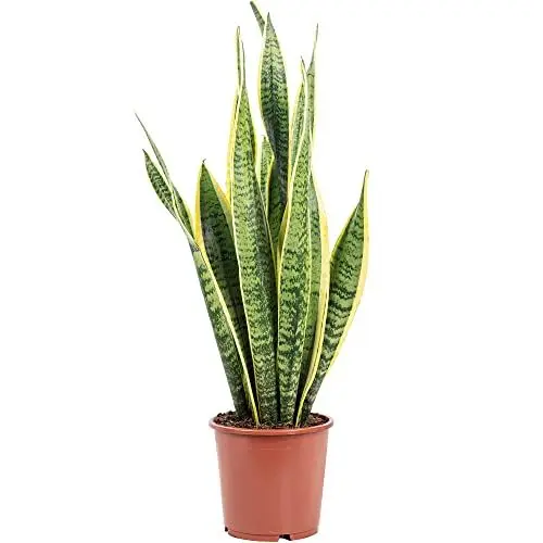 Produktbild: Bogenhanf - pflegeleichte Zimmerpflanze, Sansevieria trifasciata Laurentii - Höhe ca. 65 cm, Topf-Ø 17 cm