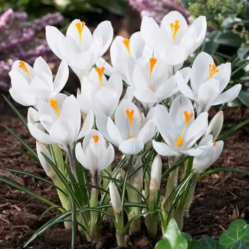 Produktbild: Botanische Krokusse Zwiebeln Jeanne D'Arc, 50 Exklusive Blumenzwiebeln, Echte Winterharte und mehrjährig Crocus Knollen (kein samen) für Garten und Töpfe