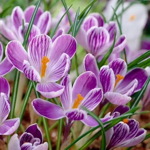 Produktbild: Botanische Krokusse Zwiebeln King of Striped, 50 Exklusive Blumenzwiebeln, Echte Winterharte und mehrjährig Crocus Knollen (kein samen) für Garten und Töpfe
