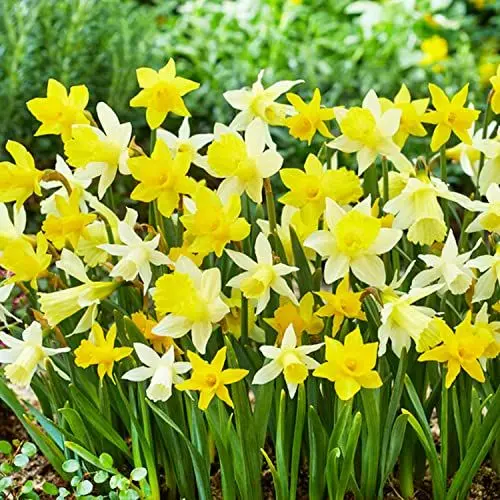 Produktbild: Botanische duftende Narzissen Zwiebeln Kollektion (25 Osterglocken), mehrjährig und winterhart, Blumenzwiebeln Mix aus Holland für Garten und Topf, 6-7 Sorten (kein Samen, nicht künstlich)