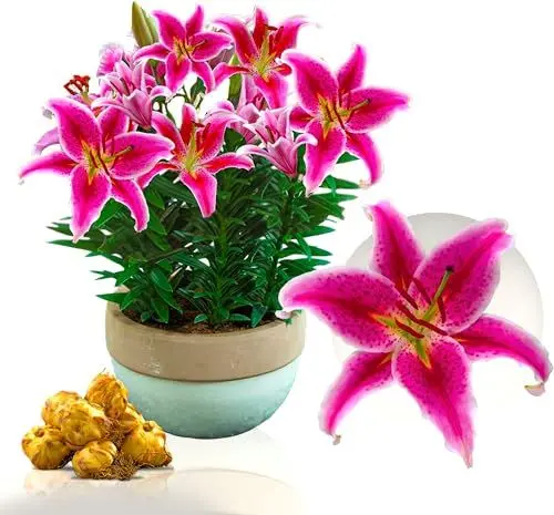 Produktbild: Brasilia Orientalische Garten Lilien, Sehr Exklusiv, Mehrjährig und Winterhart Blumenzwiebeln aus Holland für Garten und Topf, Zwiebelgröße Ø 14-16cm (Violett)