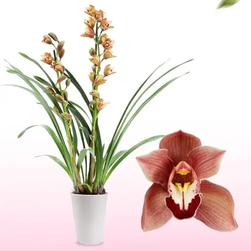 Produktbild: Braune Cymbidium Orchideen, 1 große Zimmerpflanzen aus Holland, 60-70 cm hoch, 14 cm Topf, mit Blüten und duftend (keine künstliche Orchidee, ohne Dünger und Topf, kein Samen und nicht winterhart)