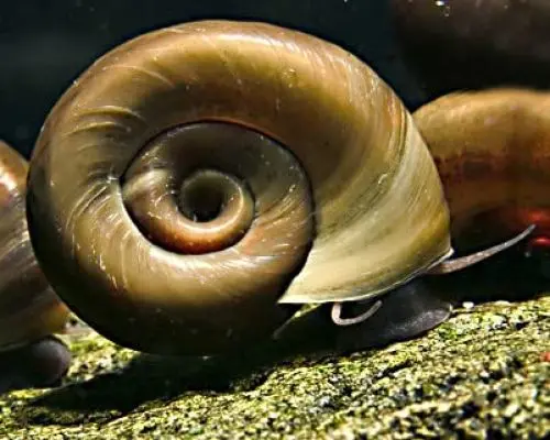Produktbild: Braune Posthornschnecke - Planorbella duryi duryi
