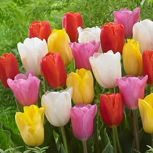 Produktbild: Budget Tulpenzwiebeln Collection, exklusive Tulpen aus Holland, winterhart und mehrjährig für Garten, Töpfe, Balkon aus Amsterdam (große Knollen, kein Samen, nicht künstlich)