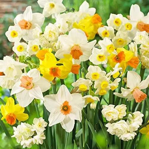 Produktbild: Budget Narzissen Zwiebeln Kollektion (25 Zwiebeln - Mehrjährig und Winterhart Blumenzwiebeln - Duftende Osterglocken - Mix aus Holland für Garten und Topf - 6-7 Sorten (kein Samen, nicht künstlich)