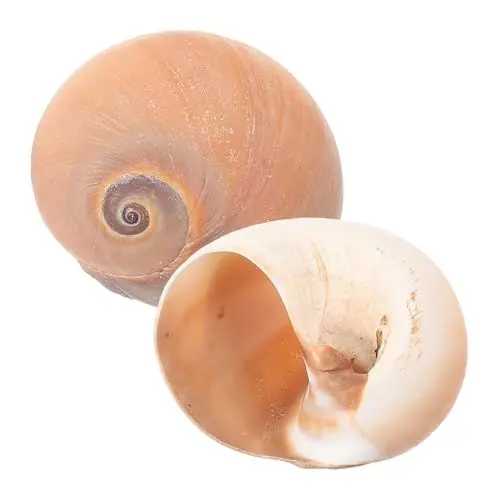 Produktbild: BUGUUYO 2st Aquarienschmuck Muschelhandwerk Für Aquarien Exquisites Muschelhandwerk Desktop-muschelhandwerk Natürliches Muschelhandwerk Einsiedlerkrebsschalen Klein Light Brown Hülse