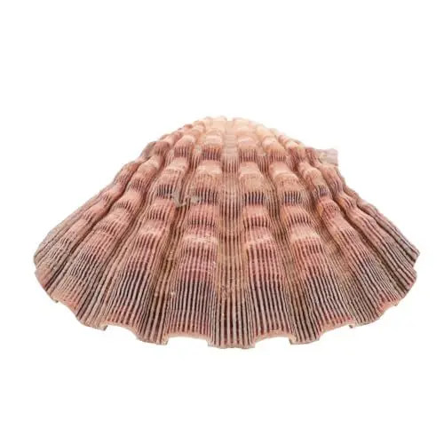 Produktbild: BUGUUYO Muscheldekoration Aquariumdekoration Herbstdekoration Für Die Küche Nageldekoration Muschel Austernfischer Aus Holz Jakobsmuscheln Zum Kochen Muscheln Zum Basteln Lustige