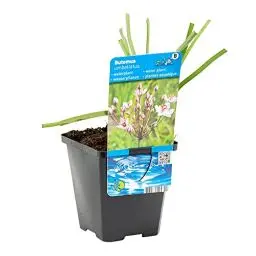 Produktbild: Bloomique - Butomus Umballatus - Schwanenblume - Teichpflanzen Winterhart - Wasserpflanzen - Zone 2-3 - Höhe 10-20 cm - Topf 9 cm