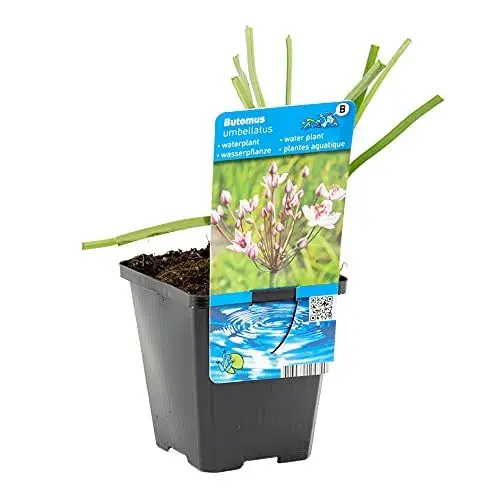 Produktbild: Bloomique - Butomus Umballatus - Schwanenblume - Teichpflanzen Winterhart - Wasserpflanzen - Zone 2-3 - Höhe 10-20 cm - Topf 9 cm