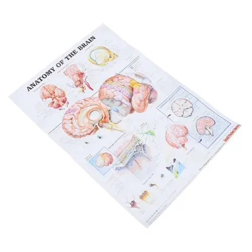 Produktbild: Cabilock Human Anatomy Poster Gehirn Leinwanddruck Medizinisches Lehrposter ohne Rahmen für Schule Praxis und Studium