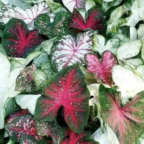 Produktbild: Caladium Pflanzensamen 100 Stück gemischt