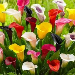 Produktbild: Calla Lilien Zwiebeln Winterhart Mehrjährig - Zantedeschia - 10 große Blumenzwiebeln, 5 Sorten Mix - Echte Pflanzen aus Holland - für Garten und Topf (große Knollen, kein Samen und nicht künstlich)