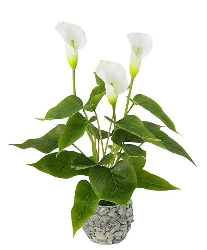 Produktbild: Callapflanze im Korb Kunstpflanze Calla weiße Blüten Kunstblumen Blume aus Kunststoff Unechte Künstliche Deko Gefälschte Topfblume Blumensträuße Seidenblumen Zantedeschia Aronstabgewächs Tribus Lilie