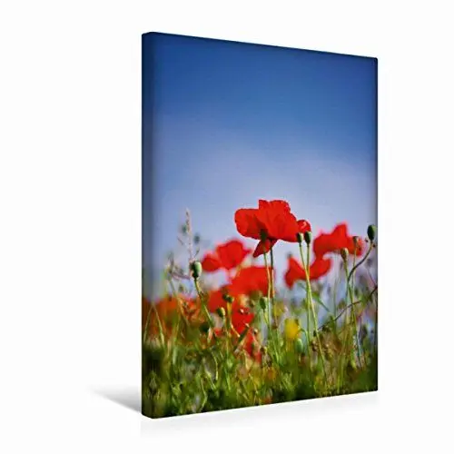 Produktbild: Premium Textil-Leinwand 30 x 45 cm Hochformat Premium Textil-Leinwand 30 cm x 45 cm hoch Roter Klatschmohn | Wandbild, HD-Bild auf Keilrahmen, Wanddekoration, Kunstdruck von AD DESIGN Photo + PhotoArt