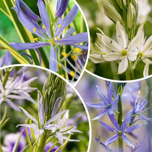 Produktbild: Camassia Prärielilie Zwiebel - 50 Blumenzwiebeln - 5 Sorten Mischung - Winterharte mehrjährig Zwiebeln - Niederländische Qualität - Für Garten, Töpfe und Balkon