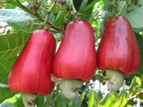 Produktbild: Cashewbaumsamen 5 Stück rot