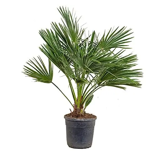Produktbild: Bloomique - Chamaerops Humilis - Europäische Zwergpalme - Palmen Winterhart Draußen - Höhe 60-70 cm - Topf 21 cm