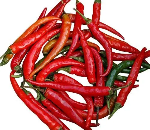 Produktbild: Chili -Ring of Fire- 10 Samen