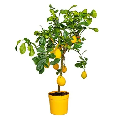 Produktbild: Citrus limon - Zitronenbaum - Obstbaum - Immergrün - ⌀21 cm - 70-80 cm