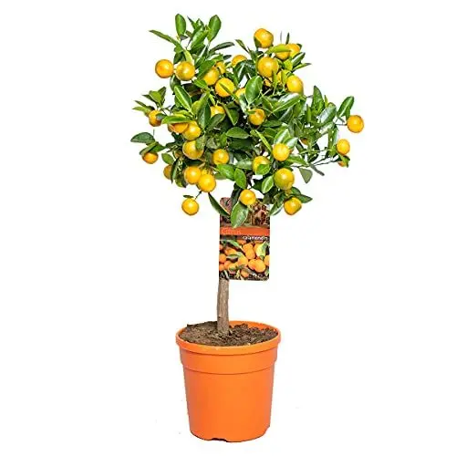 Produktbild: Citrus mitis 'Calamondin' - Mandarinenbaum - Obstbaum - Immergrün – ⌀19 cm - 55-65 cm