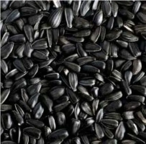 Produktbild: Classic Sonnenblumenkerne schwarz 20kg
