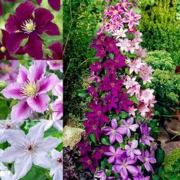 Produktbild: Clematis Tricilor Kollektion (3 Pflanzen), Mix von 3 Sorten, 1 von jeder Farbe, Winterhart und Mehrjährig, Stauden aus Holland (kein Samen, Zwiebeln und nicht künstlich), Weiß-Rot-Rosa-Violett Farben