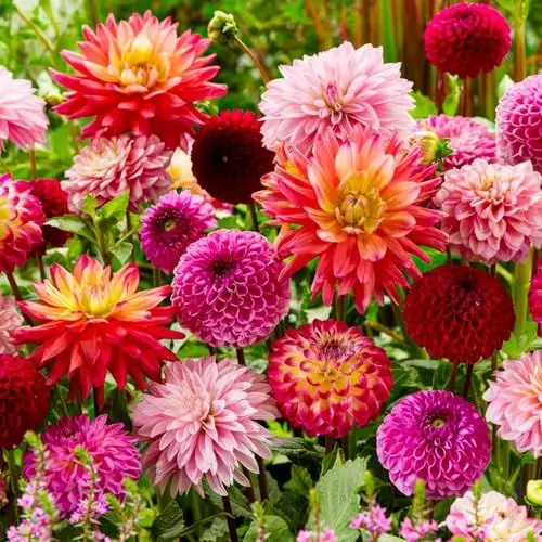 Produktbild: Dahlien Knollen Super Kollektion - 10 Riesen Dahlien Blumenzwiebeln - Mischung aus Holland - echte große Dahlien Pflanzen mit Blumen für Garten und Töpfe (kein Samen, nicht künstlich und winterhart)