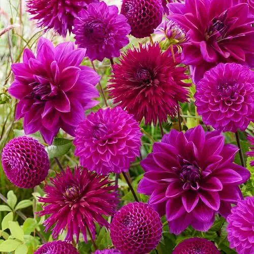 Produktbild: Dahlien Knollen Lila Mix Kollektion - 5 Dahlienknollen sorten Mix aus Holland - echte große Blumenzwiebeln für Garten und Töpfe (keine Samen, nicht künstlich)
