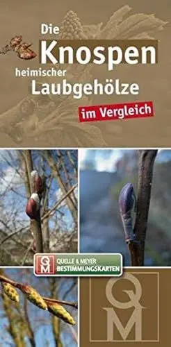 Produktbild: Die Knospen heimischer Laubgehölze im Vergleich (Quelle & Meyer Bestimmungskarten)
